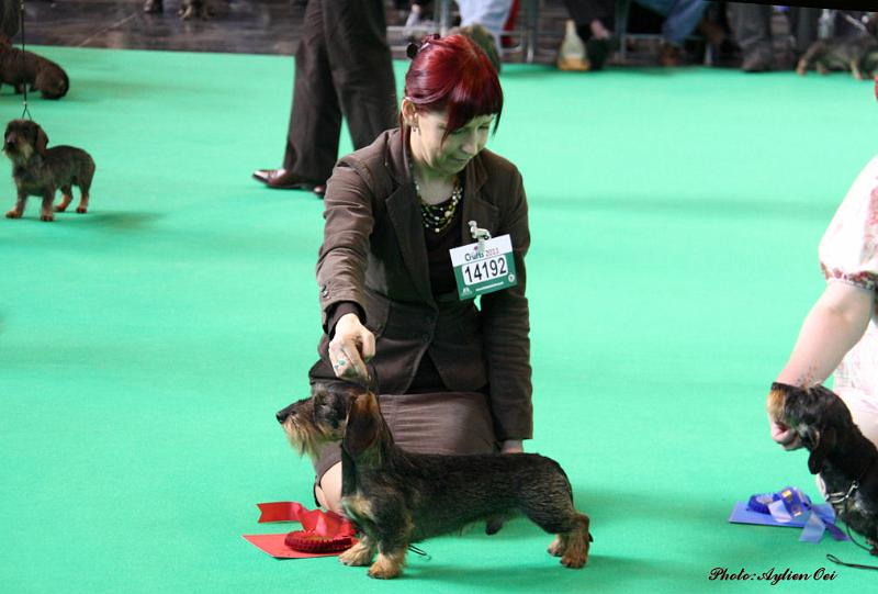 Crufts2011_2 646_small.jpg